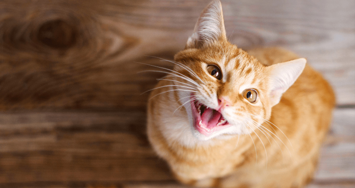 Gato amarelo olhando para cima e miando